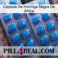 Cápsula De Hormiga Negra De África viagra2